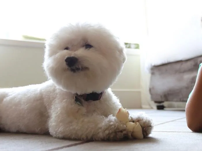 Dog Friendly Casa Andina
